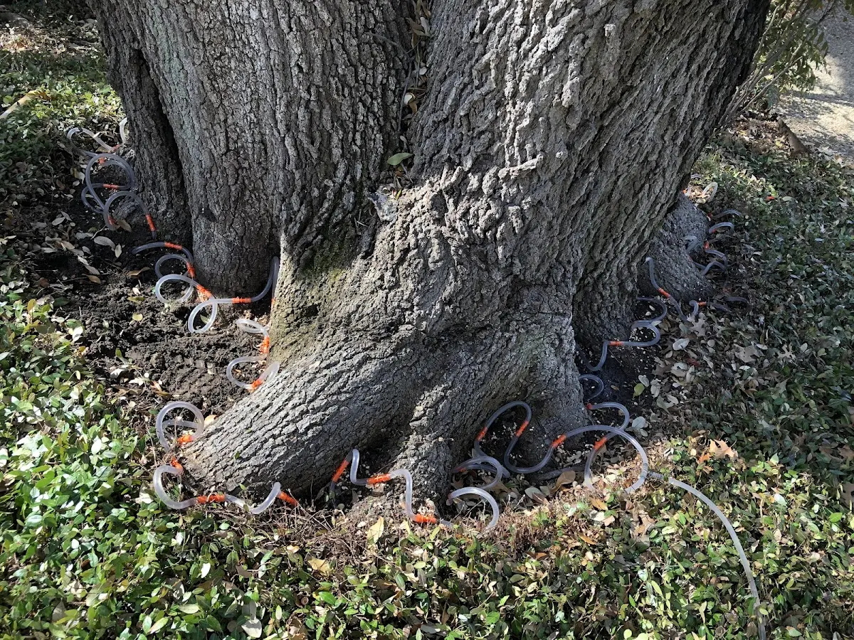 Detailed Shrub and Hedge Trimming job site in Blanchard